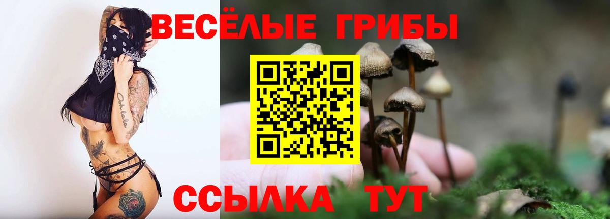 Псилоцибиновые грибы Psilocybine cubensis Междуреченск
